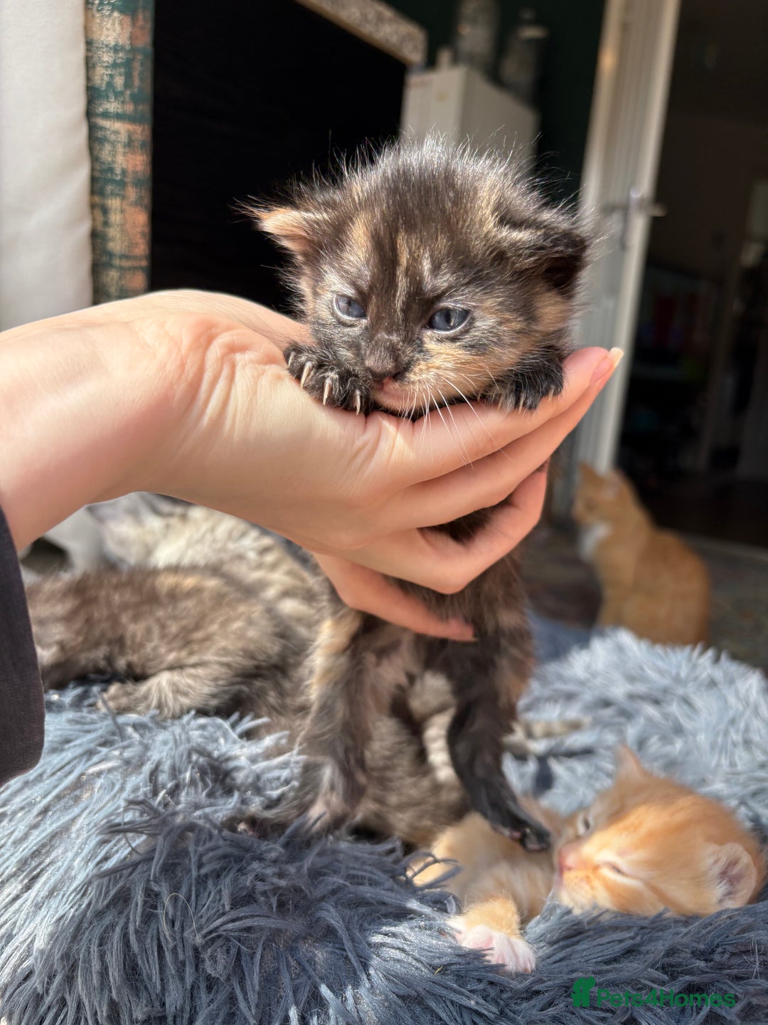 Bengal cats for sale: Beautiful half bengal kittens  - Image 9