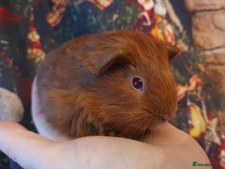 Guinea Pig rodents Beautiful guinea pigs - Advert 23