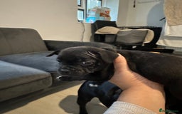 Staffordshire Bull Terrier dogs for sale: Blue and Black Staffordshire Bull Terriers - Image 4