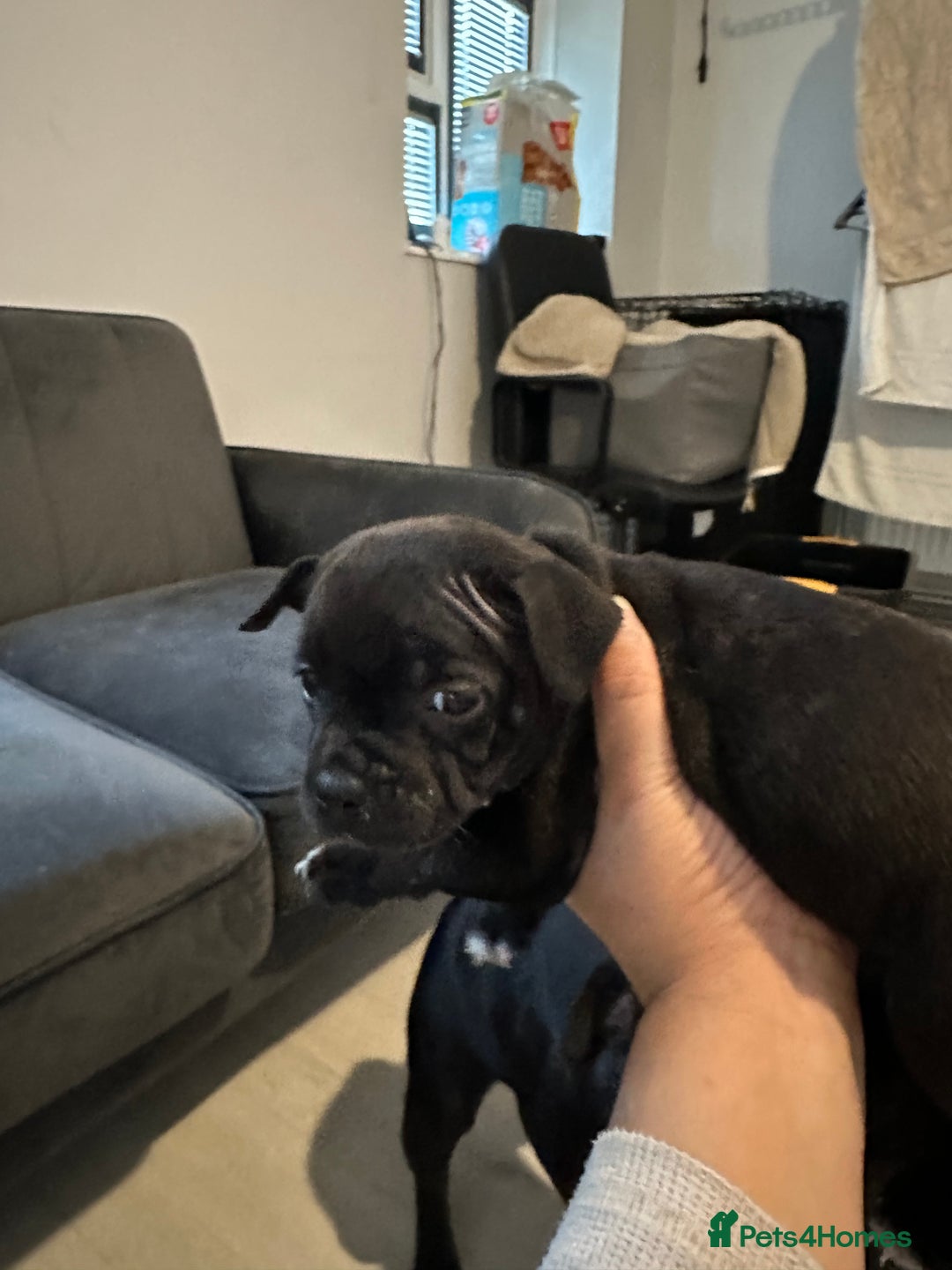 Staffordshire Bull Terrier dogs for sale: Blue and Black Staffordshire Bull Terriers - Image 4