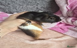 Guinea Pig rodents for sale: Friendly female guinea pigs. Lovely colours - Image 7