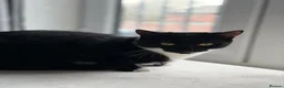 Domestic Shorthair cats for sale: Female cat in need of rehoming  - Advert 5