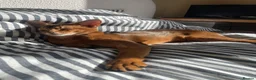 Abyssinian cats for sale: Handsome Abyssinian Boy in Stafford - Advert 3