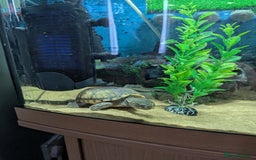 Turtle reptiles for sale: Musk turtle - Image 3