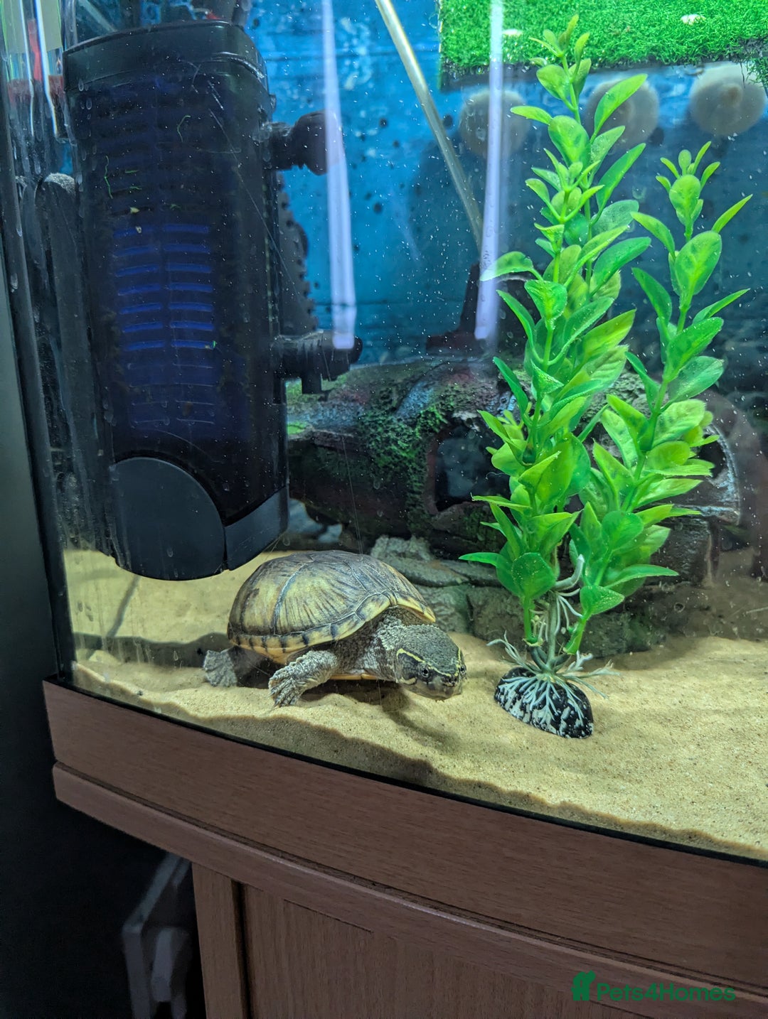 Turtle reptiles for sale: Musk turtle - Image 3