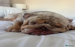 English Bulldog dogs for sale: English Bulldog Puppies  - Image 18