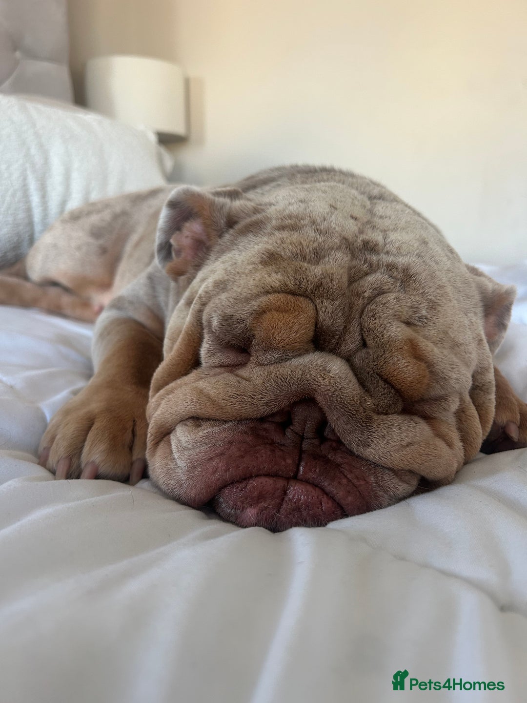 English Bulldog dogs for sale: English Bulldog Puppies  - Image 18