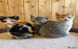 Mixed Breed cats for sale: Kittens in Denbigh - Image 2