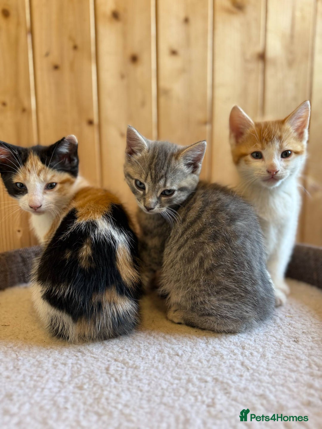 Mixed Breed cats for sale: Kittens in Denbigh - Image 2