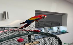 Macaws birds for sale: Scarlet macaw - Image 1