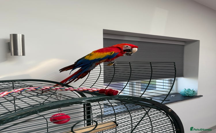 Macaws birds - Advert 4