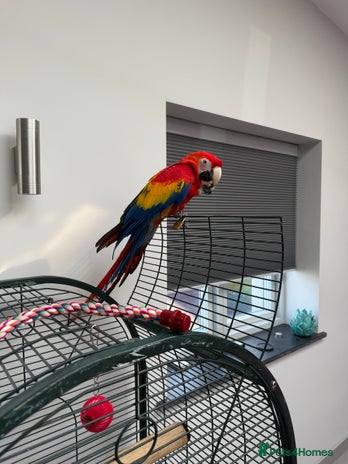 Macaws birds - Advert 5