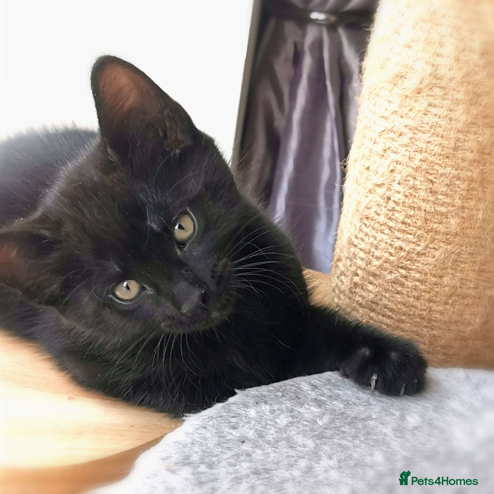 Mixed Breed cats for sale: Gorgeous, sweet natured & very playful kittens in London - Advert 26