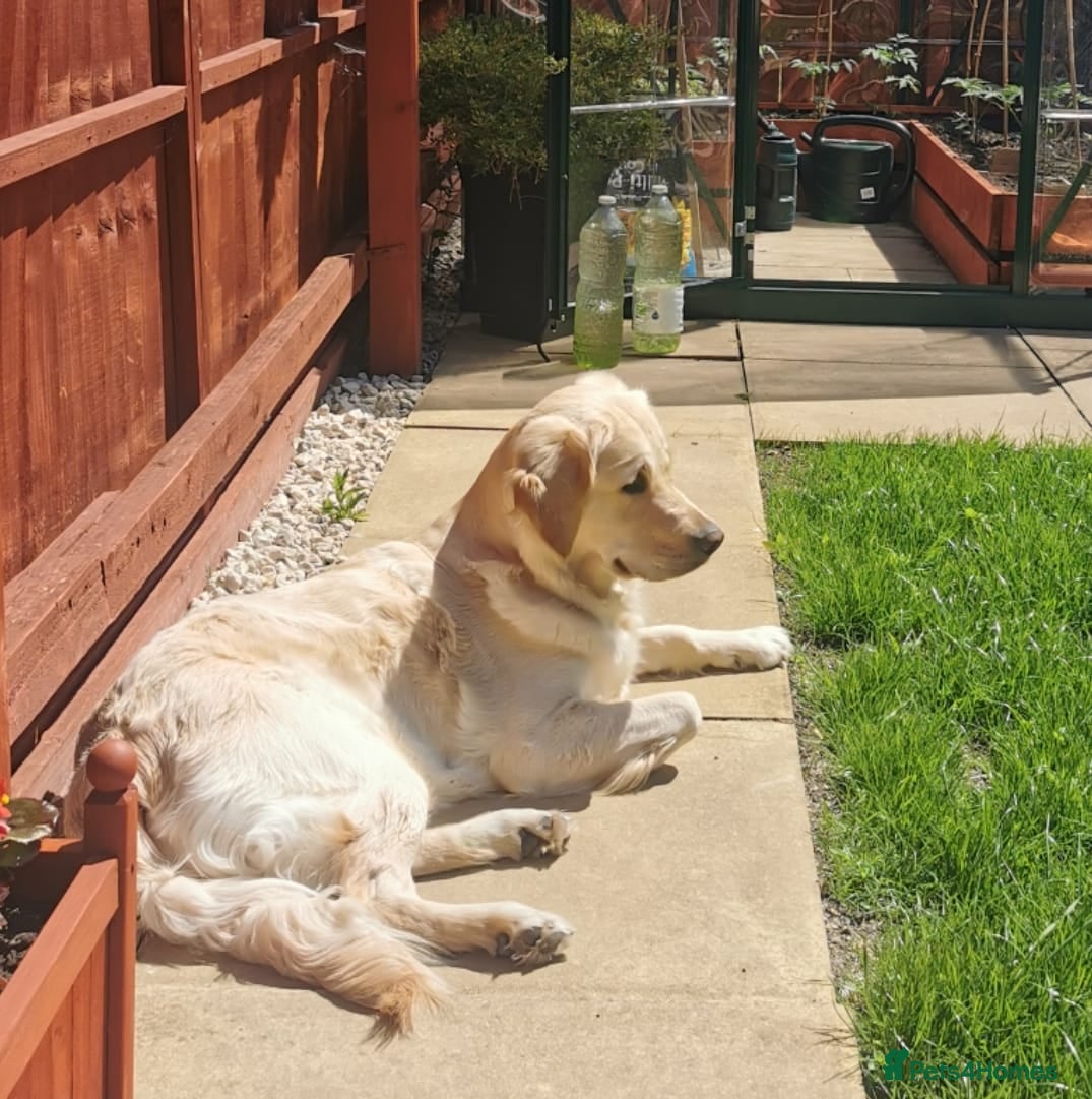 Golden Retriever dogs Beautiful golden retriever puppies for sale - Advert 8