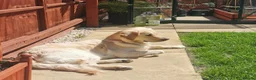 Golden Retriever dogs for sale: Beautiful golden retriever puppies for sale - Advert 7