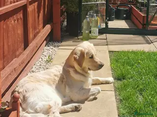 Golden Retriever dogs Beautiful golden retriever puppies for sale - Advert 8