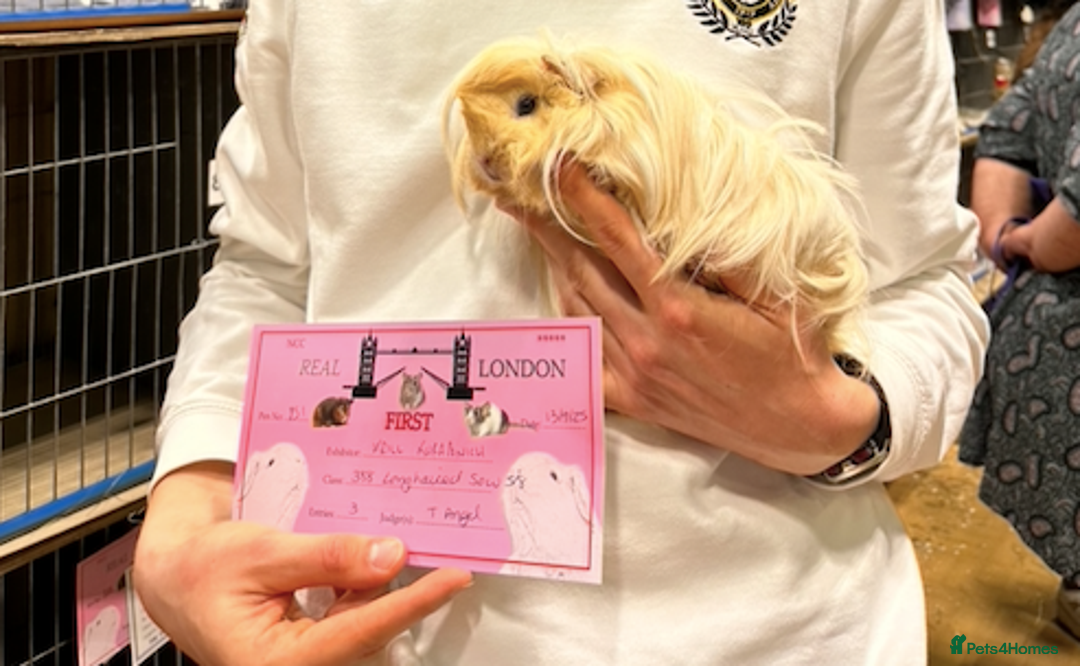 Guinea Pig rodents for sale: Long Haired Peruvian Guinea Pigs! - Advert 18