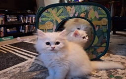 Mixed Breed cats for sale: Two Adorable Pure White Persian x Ragdoll Kittens - Image 7