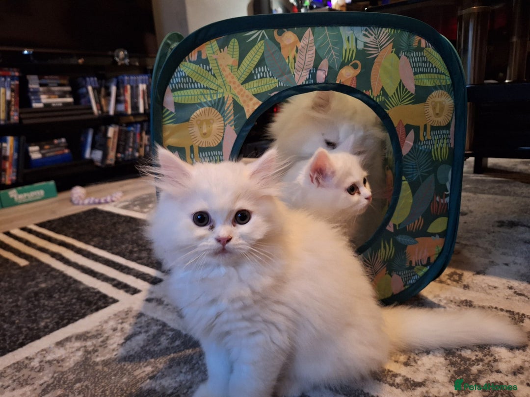 Mixed Breed cats for sale: Two Adorable Pure White Persian x Ragdoll Kittens - Image 7