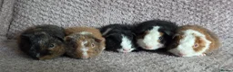 Guinea Pig rodents for sale: Teddy Baby Boar Guinea pigs - Advert 6