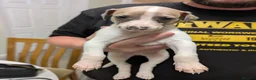 Whippet dogs for sale: Whippet pups  in Leyland - Advert 7