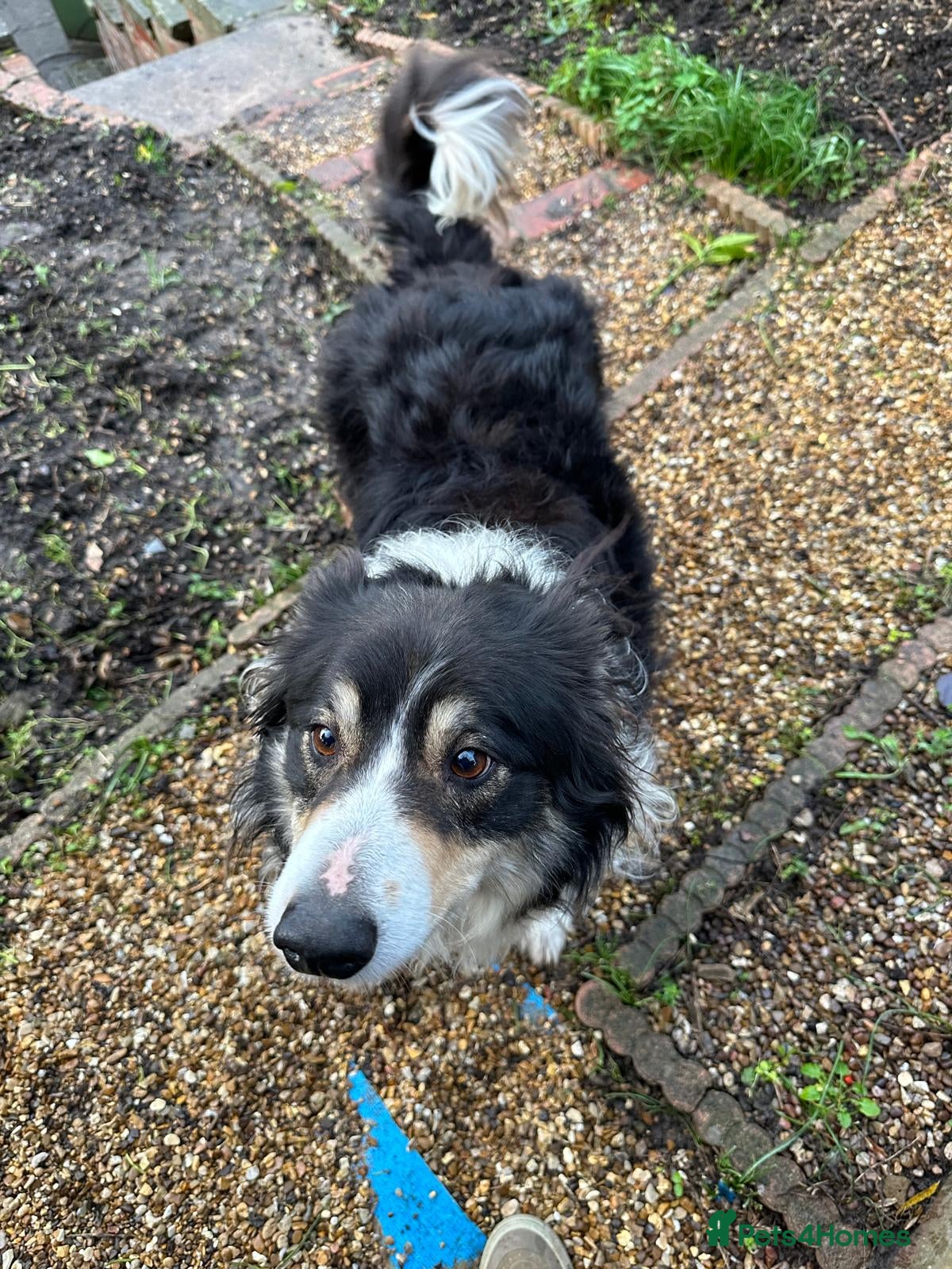 Border Collie dogs Chase the retired collie urgently needs a home  - Advert 1