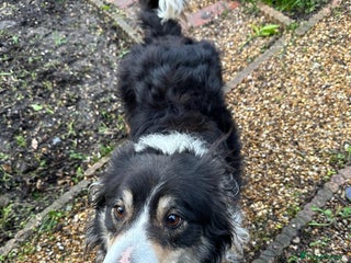 Border Collie dogs Chase the retired collie urgently needs a home - Advert 1