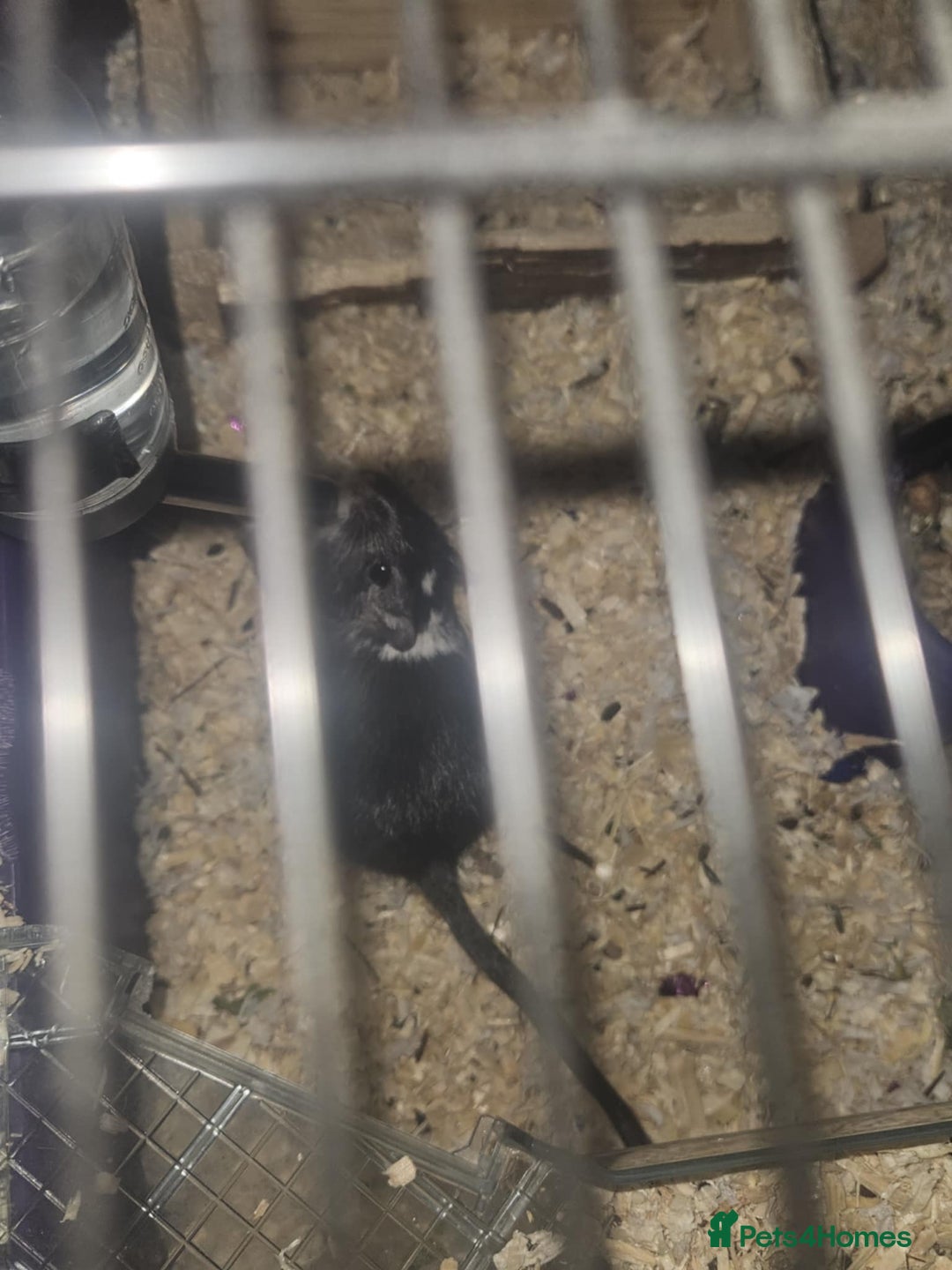 Gerbil rodents for sale: Female Gerbil - Image 2