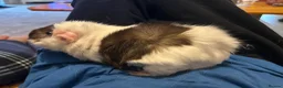 Guinea Pig rodents for sale: 2 female sister guinea pigs - Advert 3