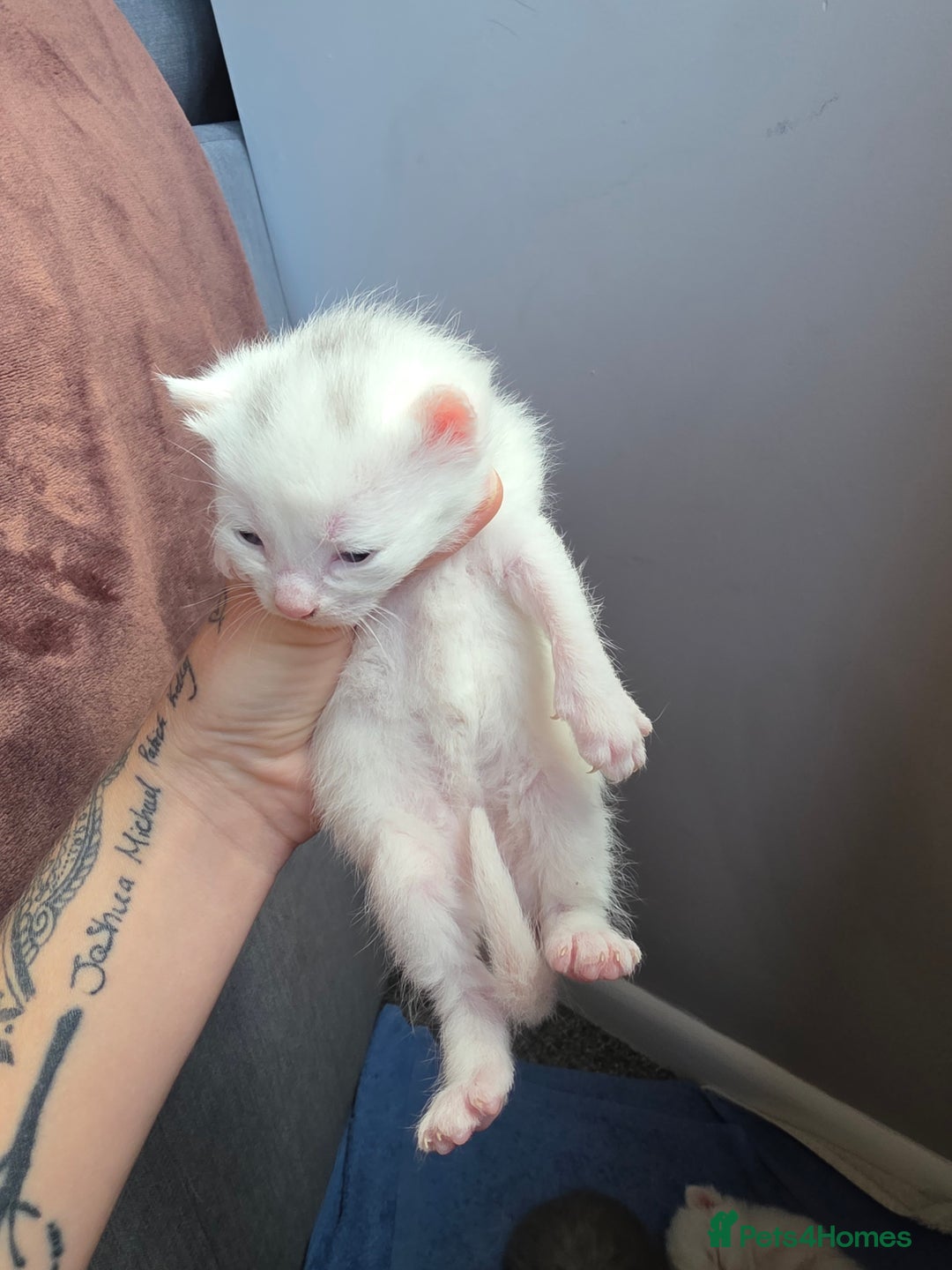 Turkish Angora cats for sale: Turkish angora kittens - Image 5