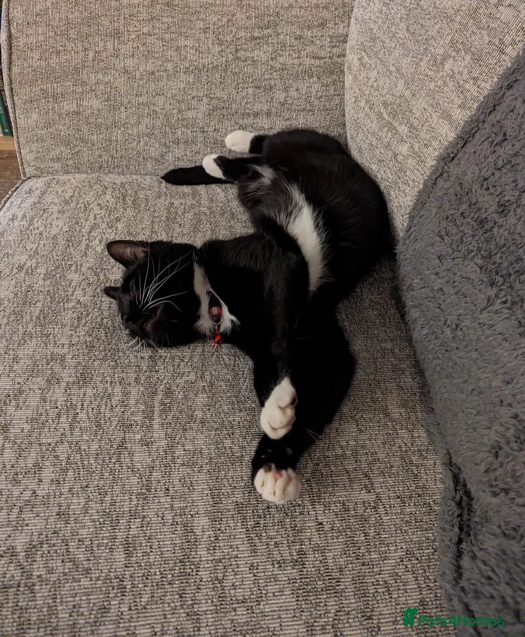 Domestic Shorthair cats for sale: Buddy & Ozzy - Two Cats Seeking Their Perfect home - Advert 10