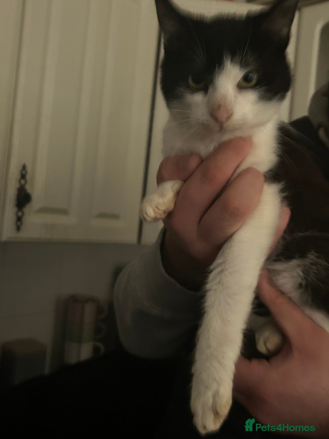 Mixed Breed cats for sale: 2 beautiful boys left  - Image 7