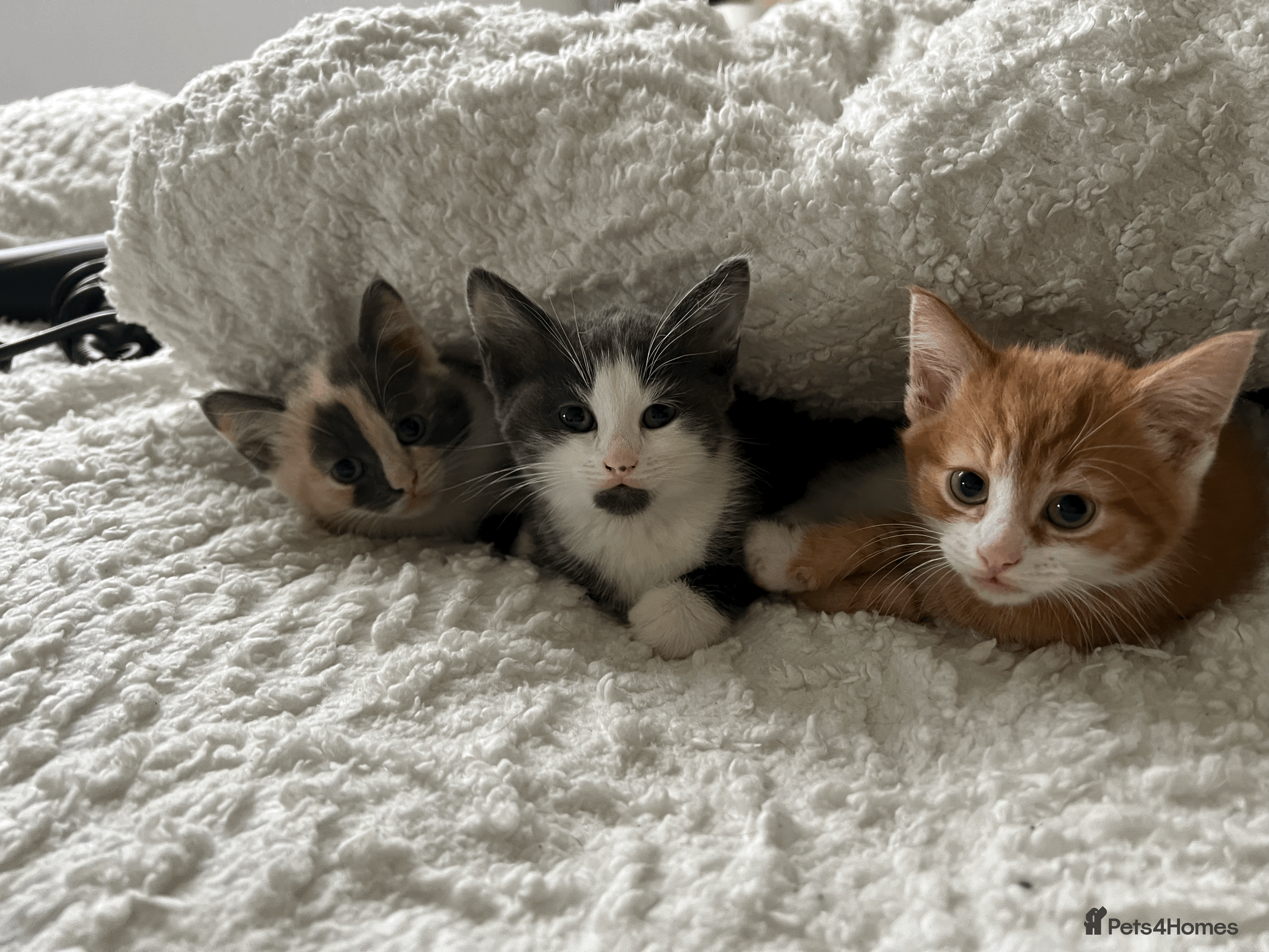 Domestic Shorthair cats Adorable Kittens Looking for Their Forever Homes - Advert 1