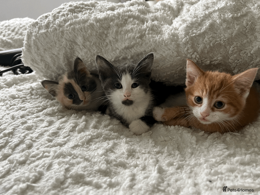 Domestic Shorthair cats for sale: Adorable Kittens Looking for Their Forever Homes - Advert 1