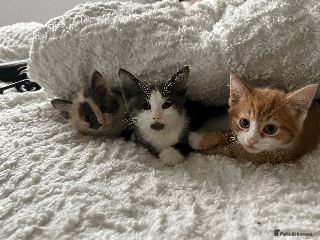 Domestic Shorthair cats Adorable Kittens Looking for Their Forever Homes - Advert 16