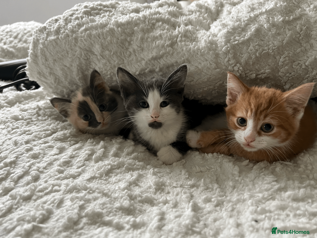 Domestic Shorthair cats for sale: Adorable Kittens Looking for Their Forever Homes - Advert 1