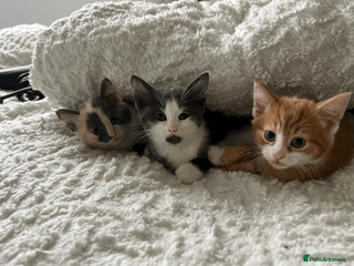 Domestic Shorthair cats Adorable Kittens Looking for Their Forever Homes - Advert 21