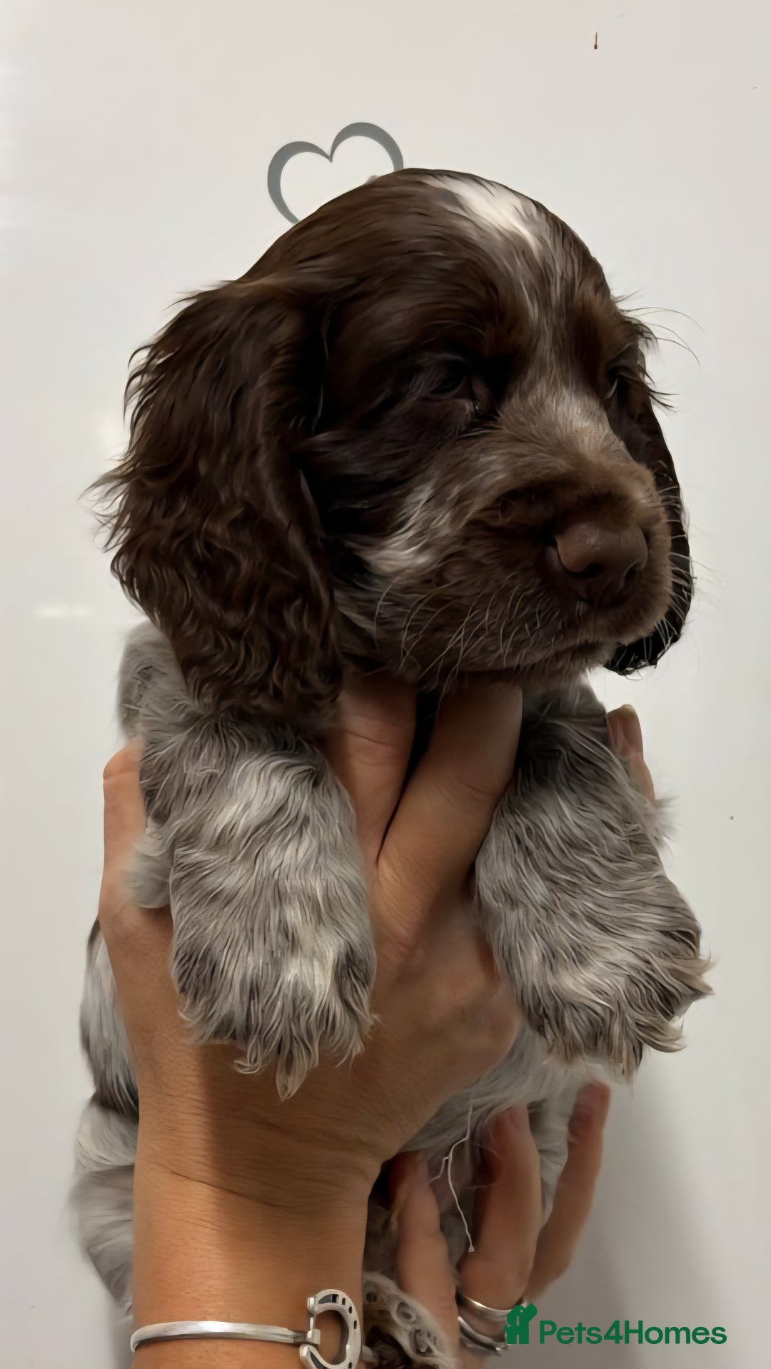 Cocker Spaniel dogs for sale: Show type cocker spaniel puppies  - Image 4