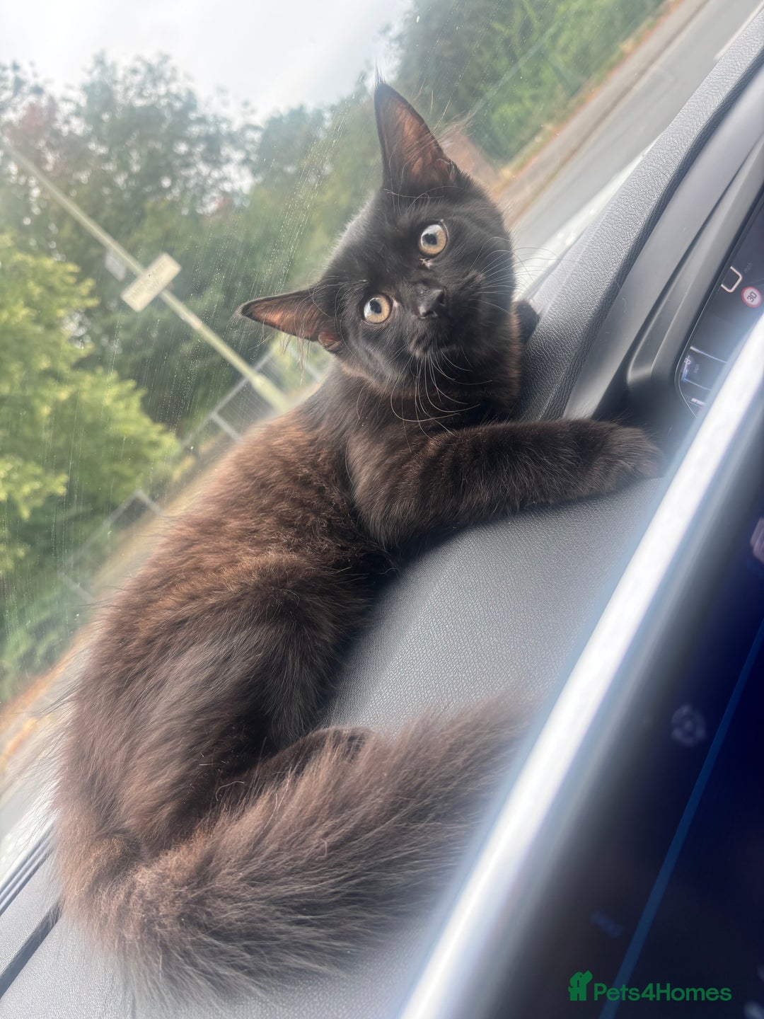 British Longhair cats for sale: Older Kitten - Image 5