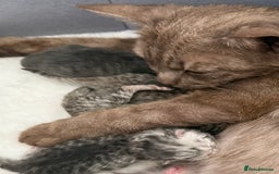 British Shorthair cats for sale: GCCF BSH Chinchilla Rare, Beautiful Kittens - Image 31