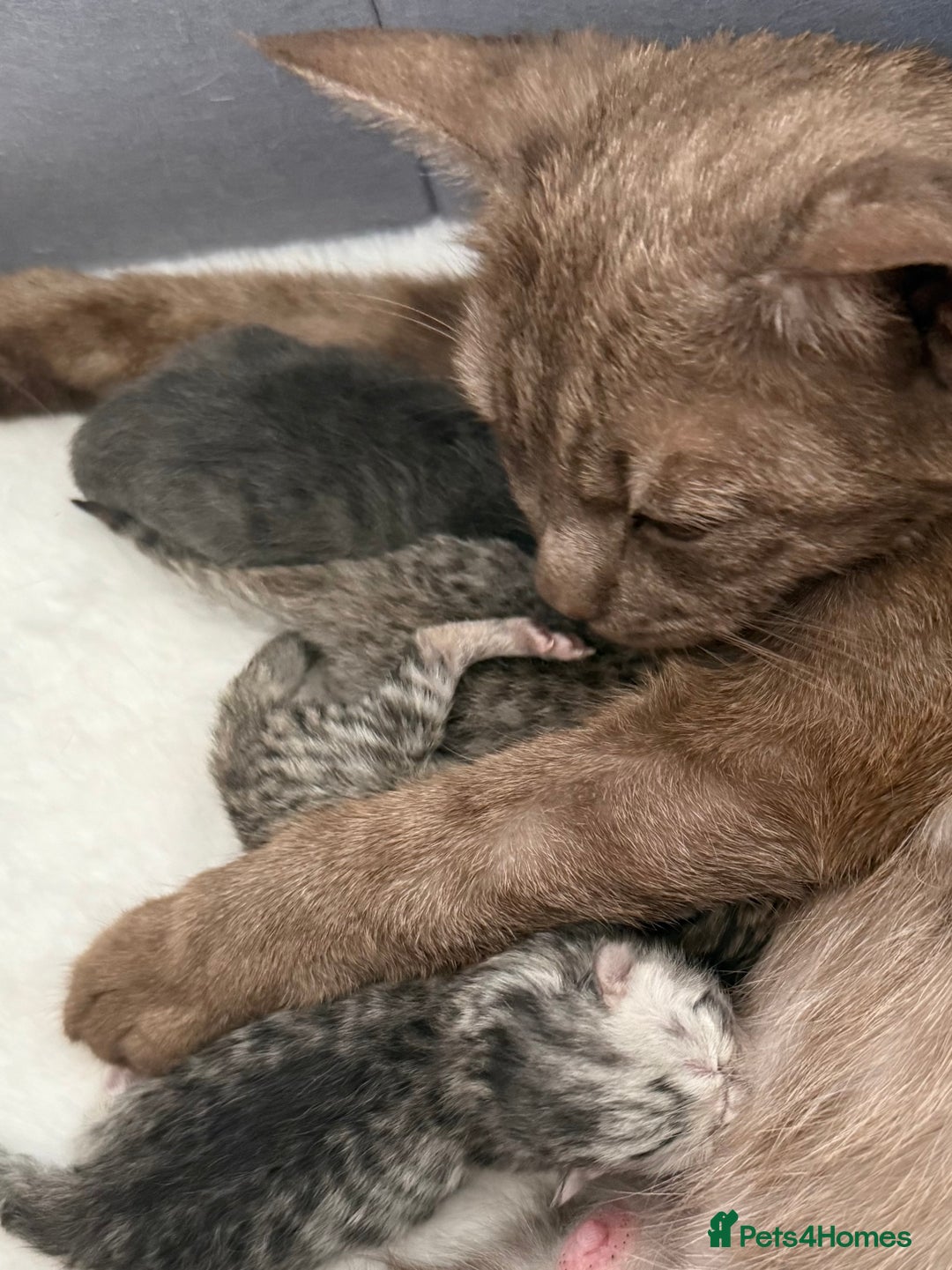 British Shorthair cats for sale: GCCF BSH Chinchilla Rare, Beautiful Kittens - Image 31