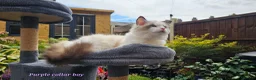Ragdoll cats for sale: GCCF PEDIGREE CERTIFICATE KITTENS  - Advert 5