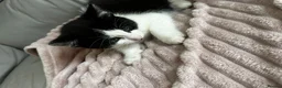 Turkish Angora cats for sale: ✨️🌸Stunning Turkish Angora Females✨️🌸 in Birmingham - Advert 9