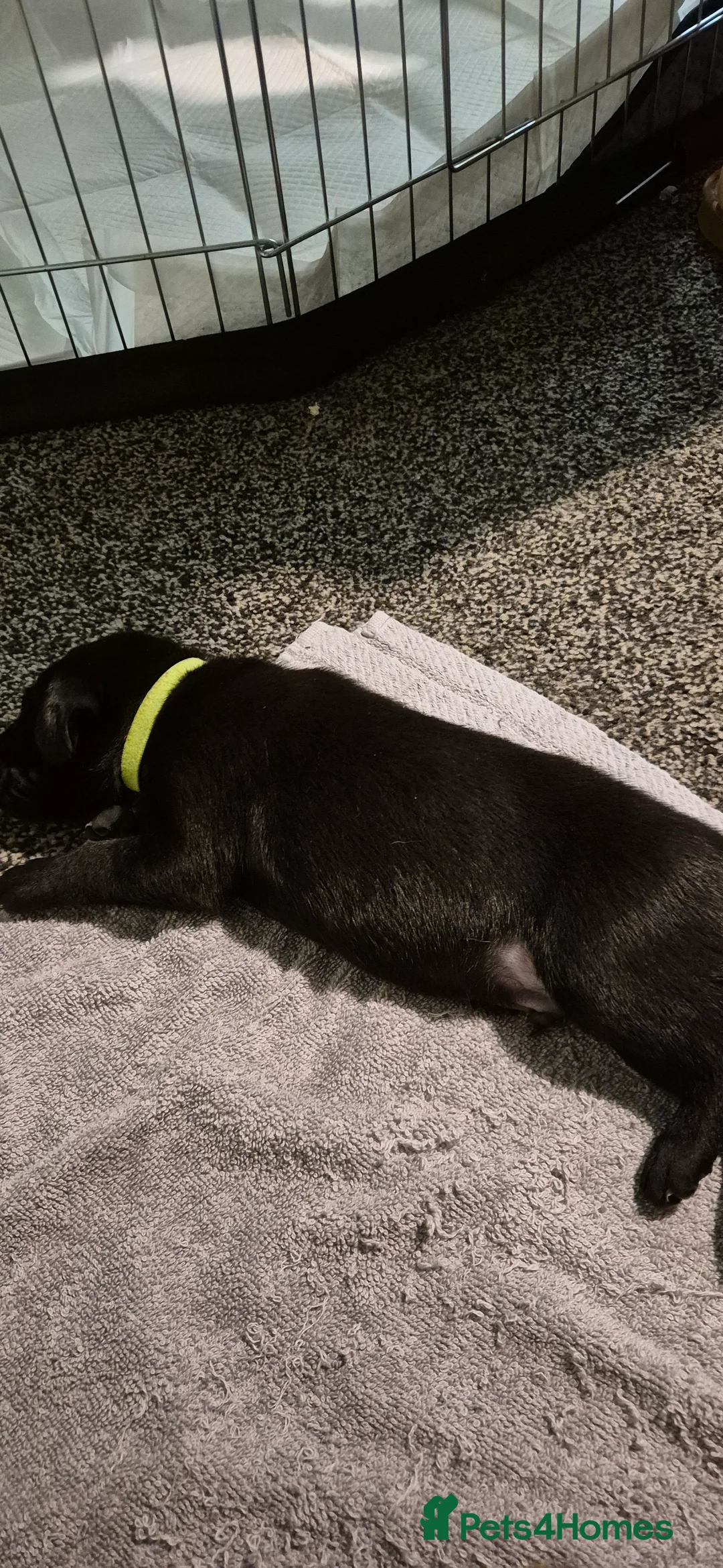 Mixed Breed dogs for sale: Belgian shepherd x weimaraner - Advert 5