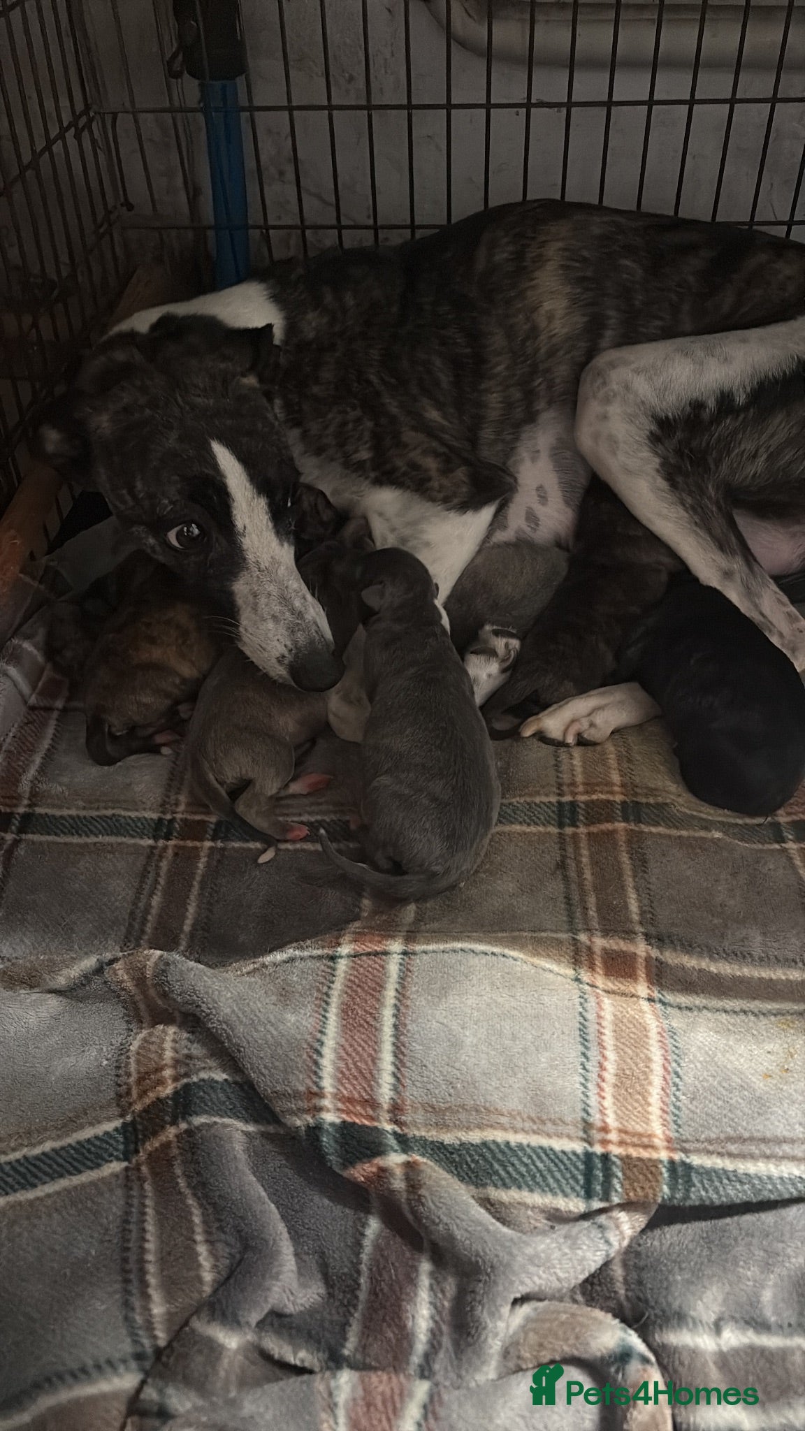 Mixed Breed dogs Beautiful whippet x puppies!! (Lurchers) - Advert 5