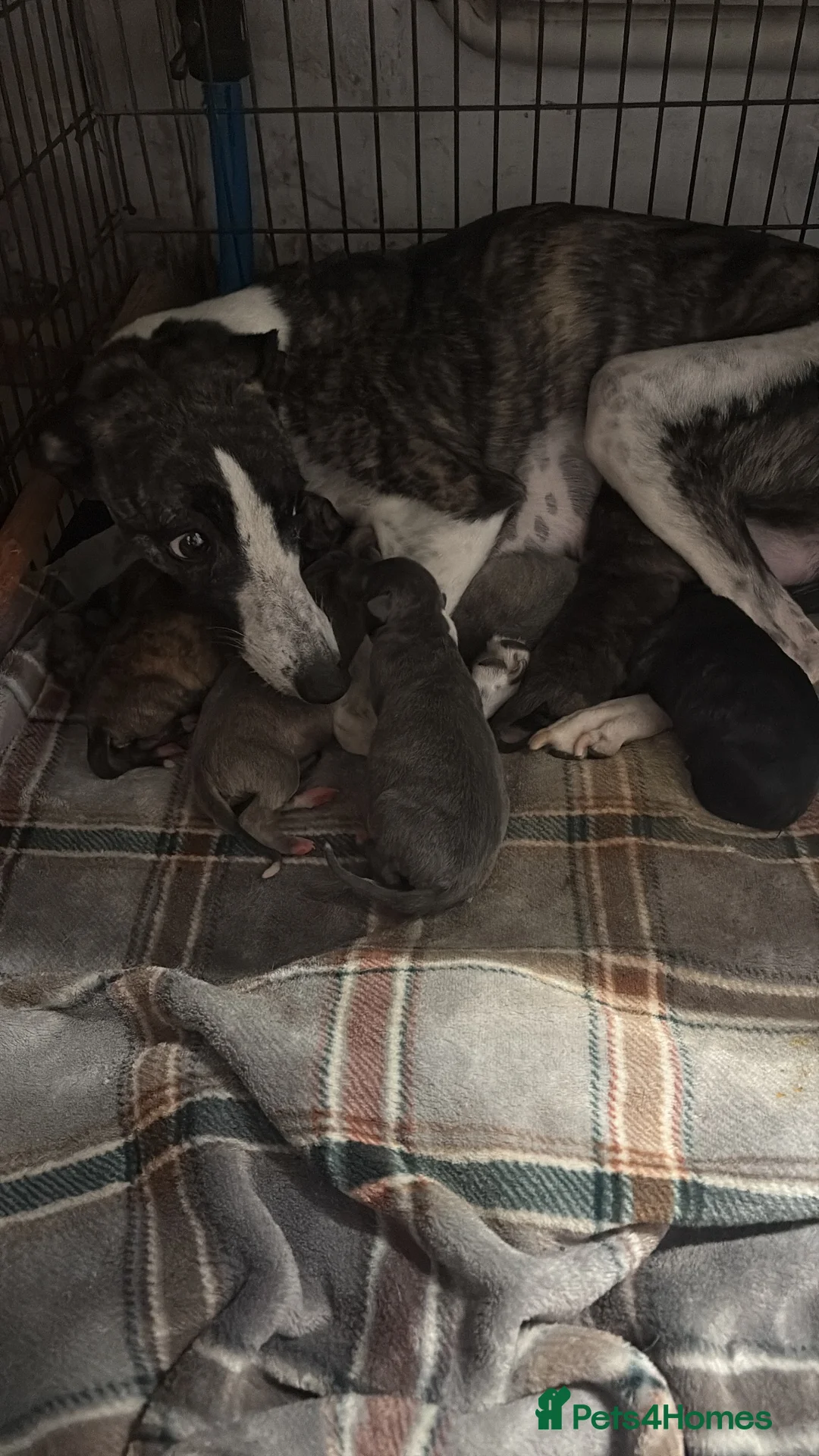 Mixed Breed dogs for sale: Beautiful whippet x puppies!! (Lurchers) - Advert 1