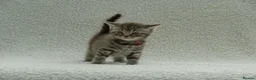 British Shorthair cats for sale: Gccf registered British Shorthair silver tabby's  - Advert 8