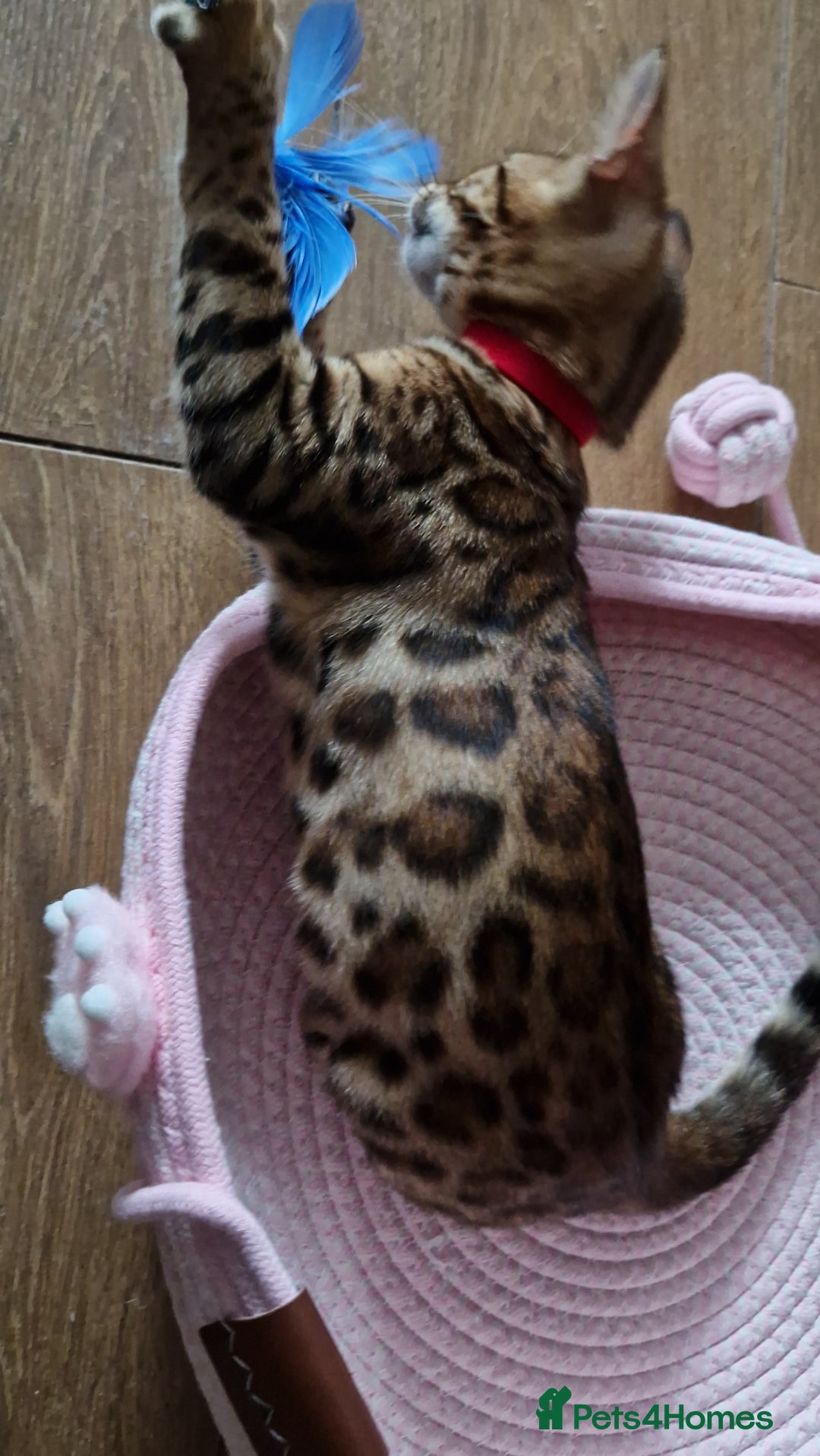 Bengal cats for sale: Last one😍Pure Bengal kittens❤️Ready to go😍 - Image 21