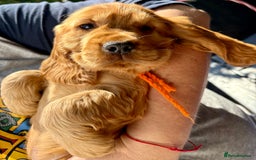 Cocker Spaniel dogs for sale: Exceptional Golden KC Show Cocker Spaniels in Chepstow - Image 33