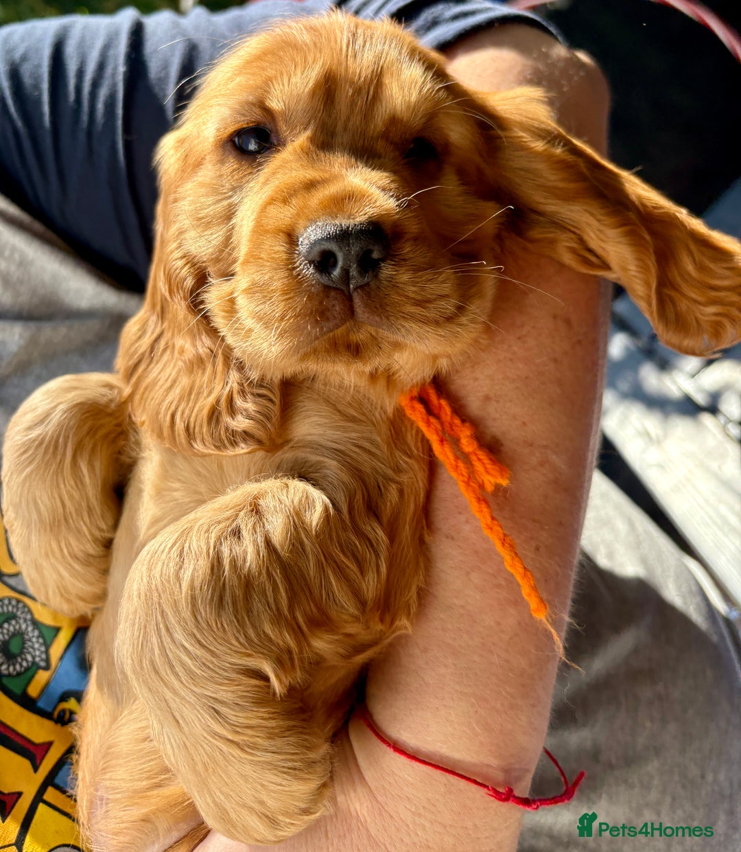 Cocker Spaniel dogs for sale: Exceptional Golden KC Show Cocker Spaniels in Chepstow - Image 33